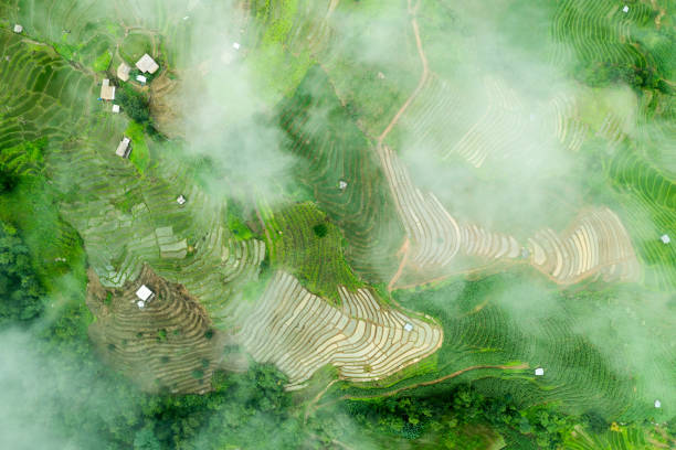 istock Rice terraces. Baan Pa Pong Pieng, 1401123941