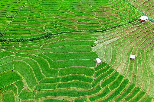 Rice fields on terraced in sunset at Vietnam. Rice fields prepare the harvest at Northwest Vietnam