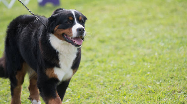 istock Bernese Mountain Dog standing with grass background 1401126825