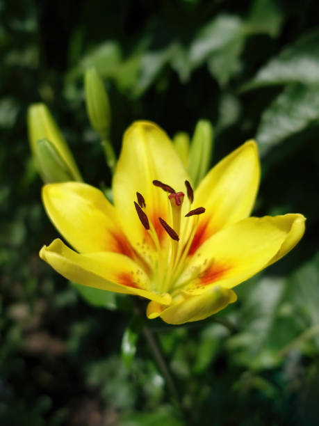 Yellow lily flower with stamens, close-up