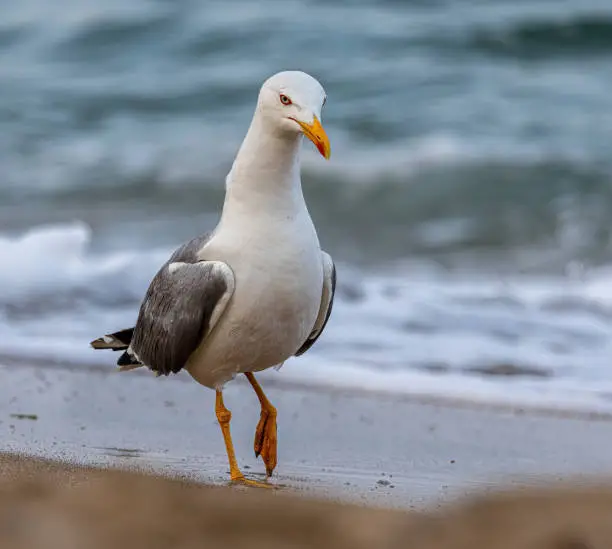 Photo of Beautiful seagull wading through the sea water along the coast