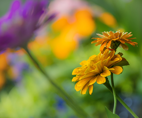 Macro of a bright orange daisy in nature. Shallow focus with other flowers in the background.
Location: Varna, Bulgaria, Europe