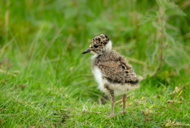 polluelo avefría, nombre científico: vanellus vanellus. polluelo avefría muy joven en hábitat natural de páramo de urogallo, mirando hacia la izquierda. las avefrías son una especie en declive y ahora están en la lista roja del reino unido. - guardabosque trabajador de fincas fotografías e imágenes de stock