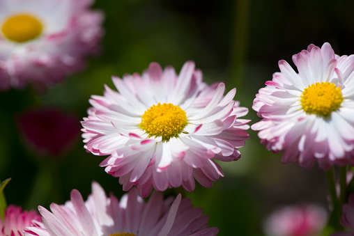 daisy in the meadow