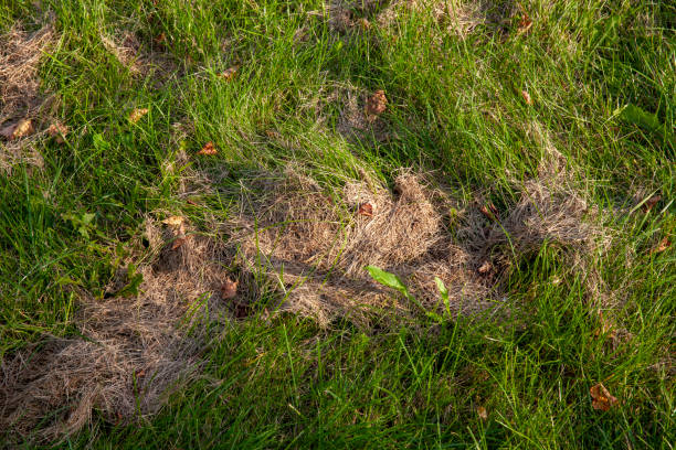mown sun-dried grass during forage harvesting for livestock, a field with mown dried grass