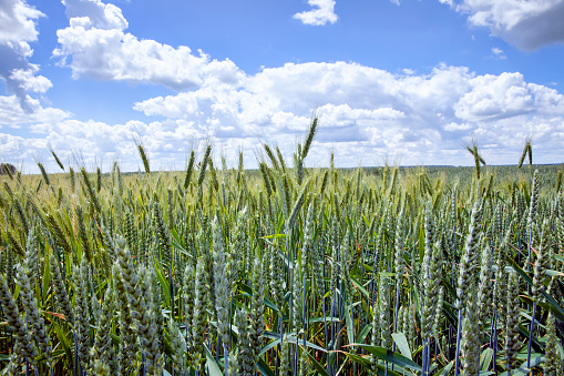 agricultural field where cereal wheat is grown, green unripe wheat in a field with a large number of plants