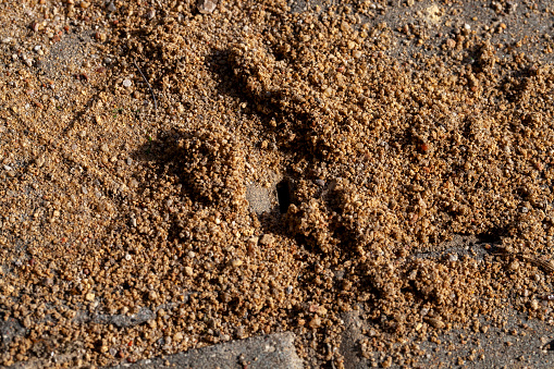 holes excavated by ants in the sand between concrete tiles, a road made of concrete tiles in the cracks of which ants live