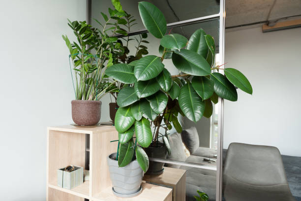 istock green corner at home 1401129188