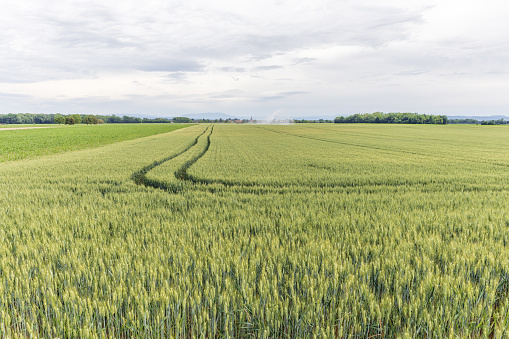 Wheat field in spring in plain. Alsace, France.