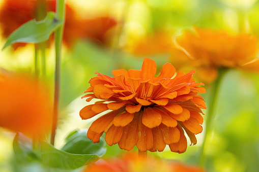 one beautiful orange-yellow marigold flower on blurred dark green background