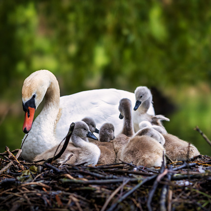 White swan family with cygnets sitting on nest.\nLocation: Woluwe, Belgium, Europe