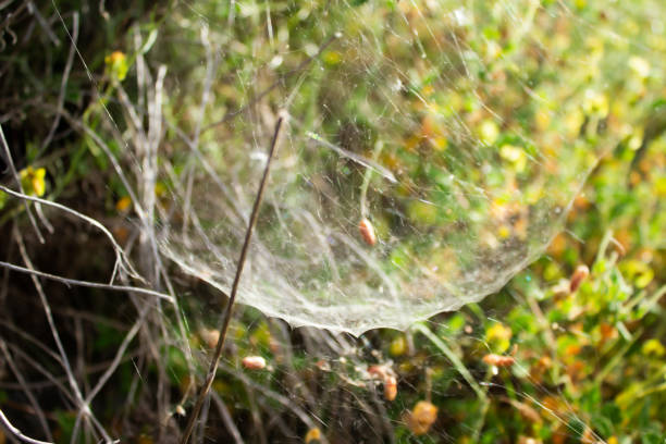 Arachne Fotos Bilder und Stockfotos iStock