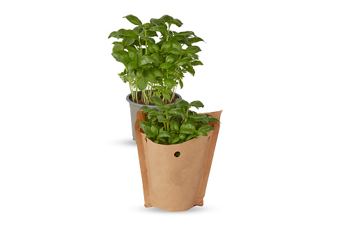 large Italian basil in pots and paper bags isolated on white background