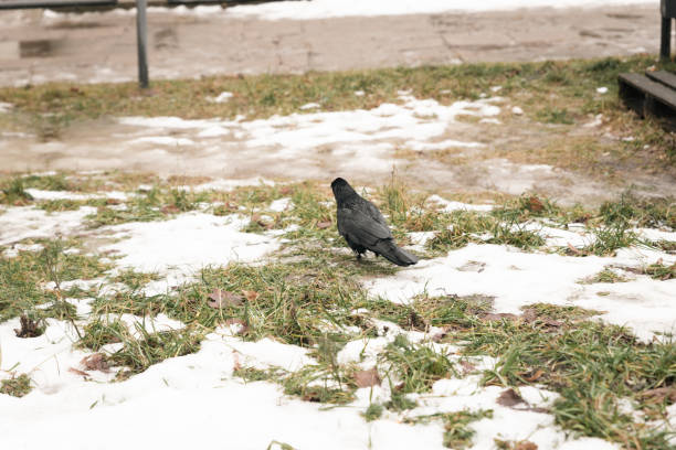 Black raven on the white snowy field green and brawn grass under snow