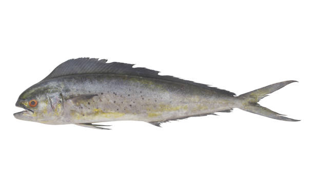 istock Fresh mahi-mahi fish or common dolphinfish isolated on white background 1401133237