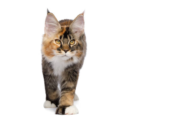 Maine Coon Cat Isolated on White Background