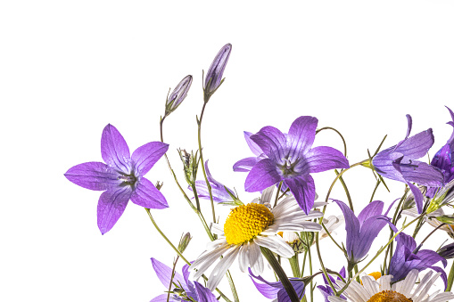 Border of various meadow flowers isolated on white background