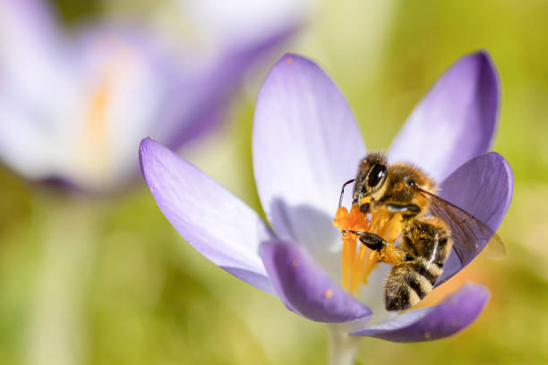 istock Honey bee in a crocus flower, apis mellifera 1401133678