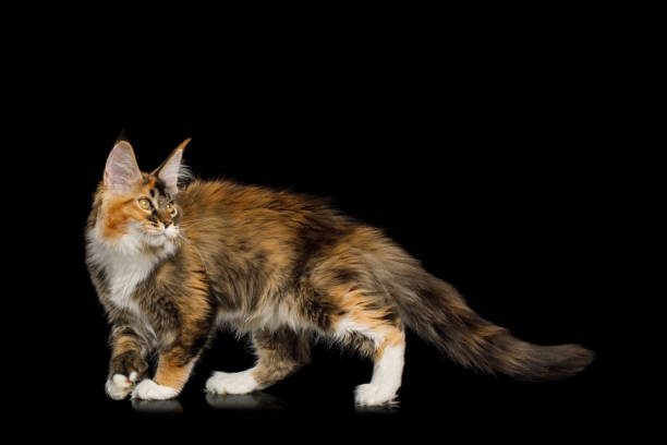 istock Playful Maine Coon Cat Isolated on Black Background 1401133698