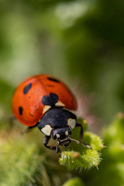 istock Seven-spot ladybird, Coccinella septempunctata 1401133866