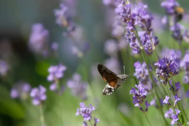Photo of Little hummingbird hawkmoth hovering in a purple field of lavender