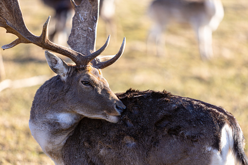 A beautiful white fallow deer seen in the canadian forest