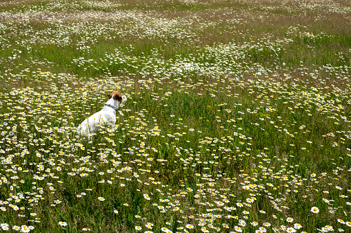 young jack russell terrier sits backwards in a field with daisies on a salty day, parting summer