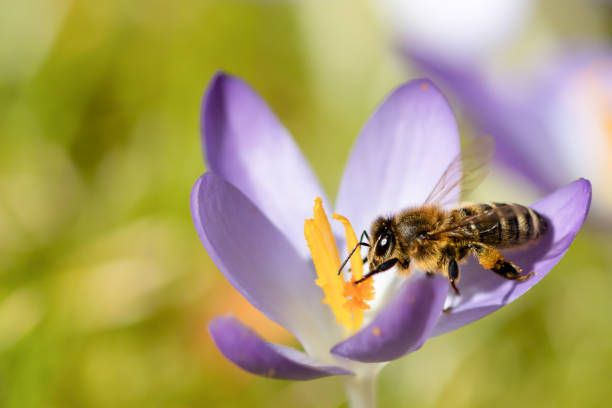 istock A honey bee on a crocus flower, apis mellifera 1401134620