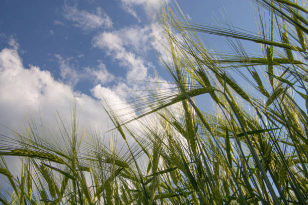 푸른 하늘과 하얀 하늘 앞의 보리의 녹색 귀 밭, 호데움 외음부 - malt sky grass field 뉴스 사진 이미지