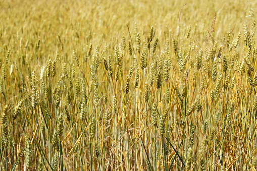 Golden wheat field with full ripe cereals close up photography suitable for background.