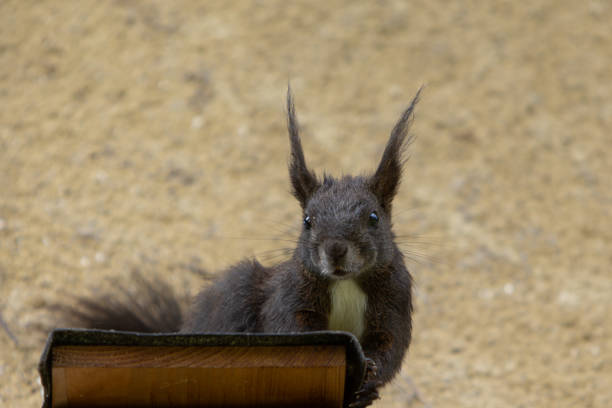 que faites-vous, semble demander un écureuil roux noir, sciurus vulgaris - squirrel red squirrel black forest forest photos et images de collection