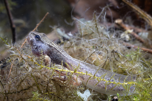 A tadpole, nearly finished developing into a brown grass frog, lies on a bed of plants at the bottom of the pond, Rana temporaria