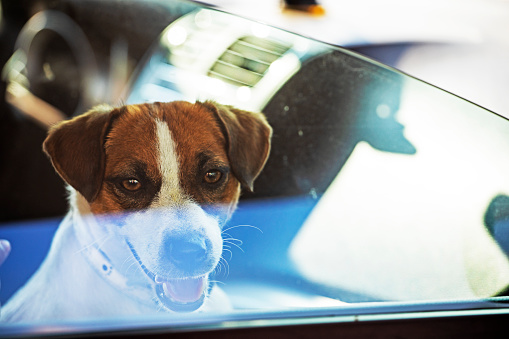 young jack russell terrier with tongue hanging out looking through car window