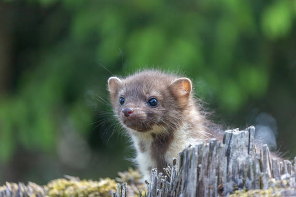 istock Portrait of cute young marten 1401136848