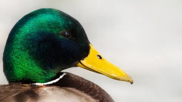 Photo of Duck portrait. Mallard (Anas platyrhynchos). White nature backgorund.