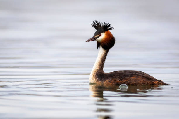 istock Swimming bird. Great Crested Grebe. Podiceps cristatus. Water nature background. 1401138864