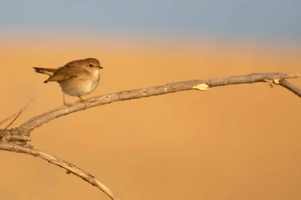 Common Nightingale.