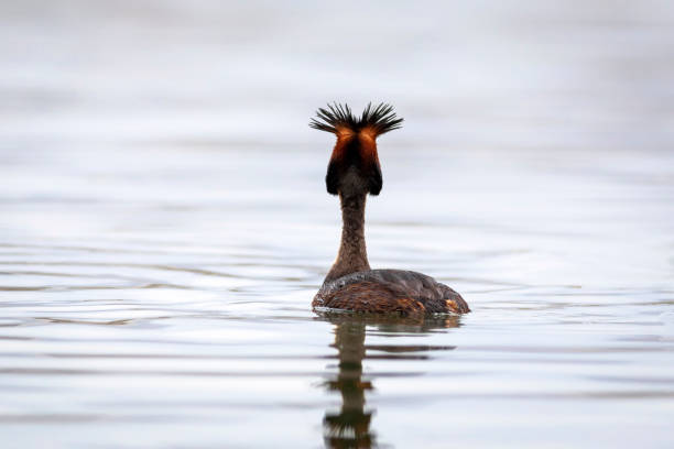 istock Swimming bird. Great Crested Grebe. Podiceps cristatus. Water nature background. 1401140872