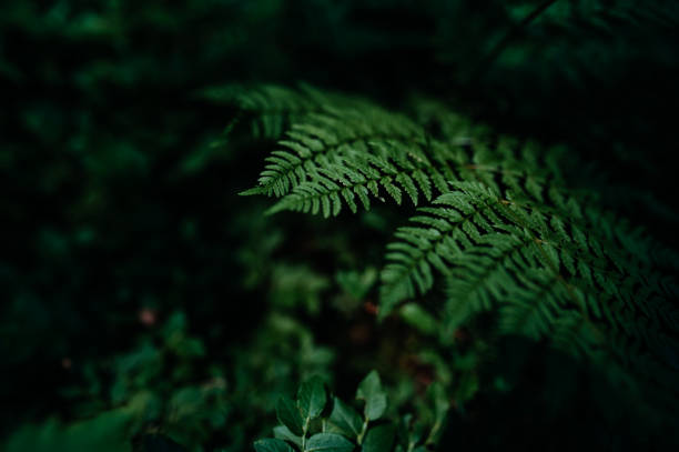 istock Green fern leaf macro on dark tone nature background 1401141301