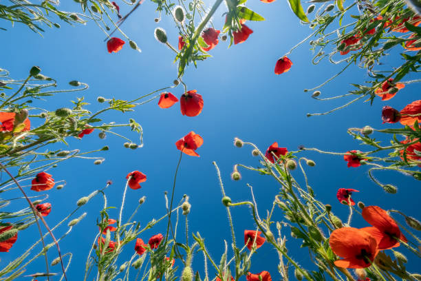 vue inférieure des pavots rouges et du ciel bleu - flower red poppy sky photos et images de collection