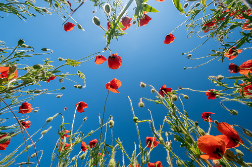 Bottom view of the red poppies and blue sky. Summer poppy field