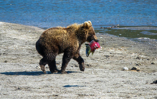 Young fishing brown bear with salmon on the river