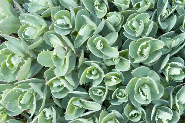 Photo of Sedum ewersii. Genus of perennial succulent plants of the Crassula family. Spring green background