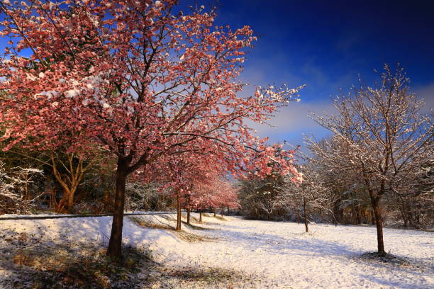 istock Cherry blossoms in full bloom and snowy landscape 1401144378