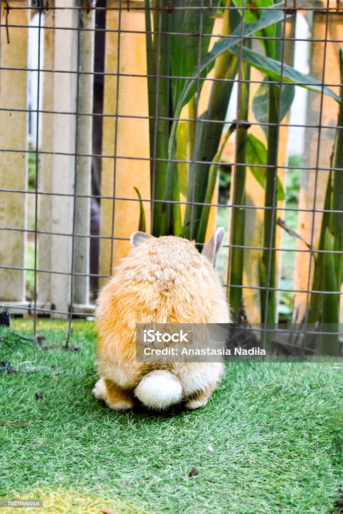 Small Rabbit Tail Rabbit With White Tail Stock Photo - Download Image Now - Animal ...