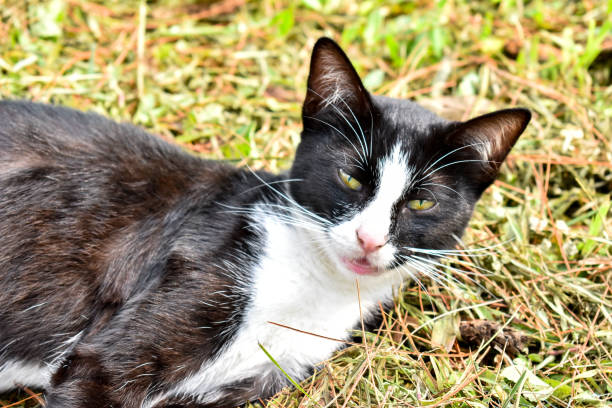 istock Black Stray Cat on the Grass Close-Up 1401144542