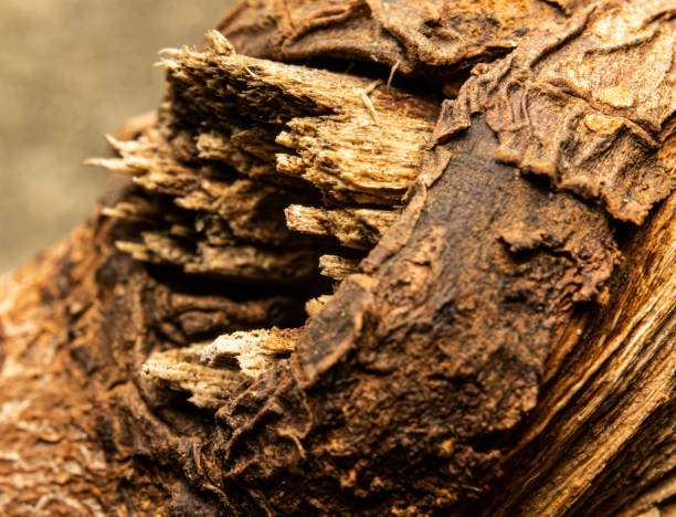 istock Unique texture of bark and wood 1401144790