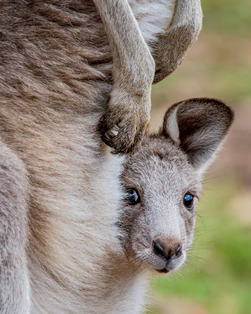 восточный серый кенгуру джоуи портрет - kangaroo joey marsupial mammal стоковые фото и изображения