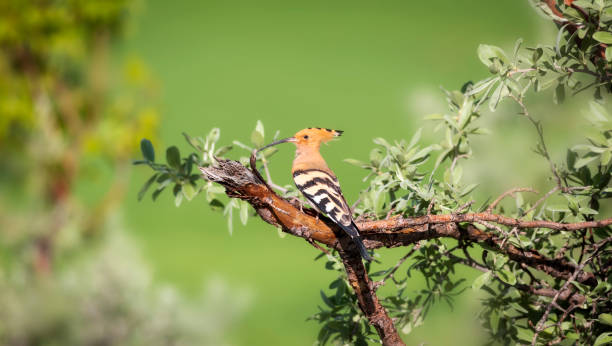 istock Eurasian Hoopoe. (Upupa epops). Green nature background. 1401144841