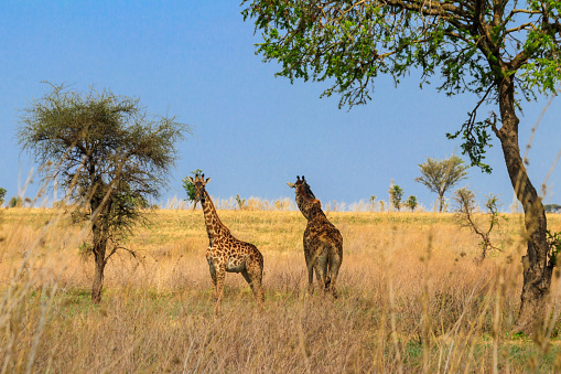 Pair of giraffes in savanna in Serengeti national park in Tanzania. Wild nature of Tanzania, East Africa